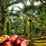 tarif resiprokal trump