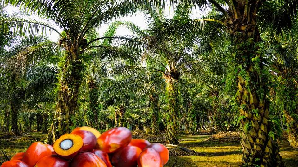 tarif resiprokal trump