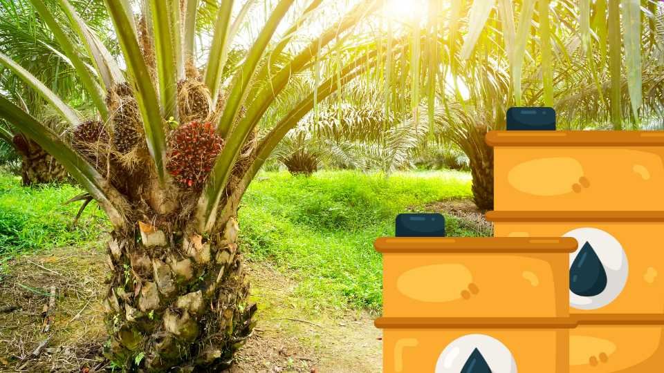 update terbaru proyeksi harga CPO