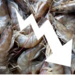 saham emiten eksportir udang