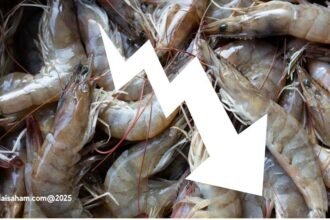 saham emiten eksportir udang